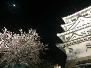 一夜桜③