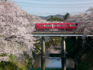 新境川さくら