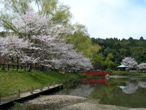 定光寺さくら