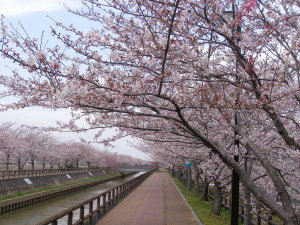 平和町さくら