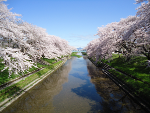 新境川さくら②